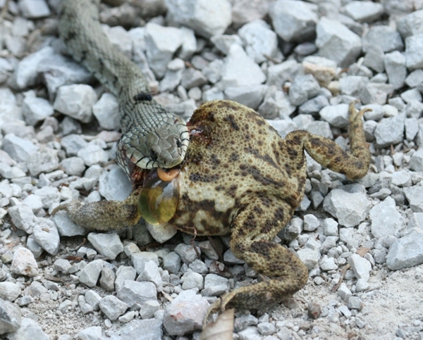 Rettile in predazione da identificare - Natrix natrix